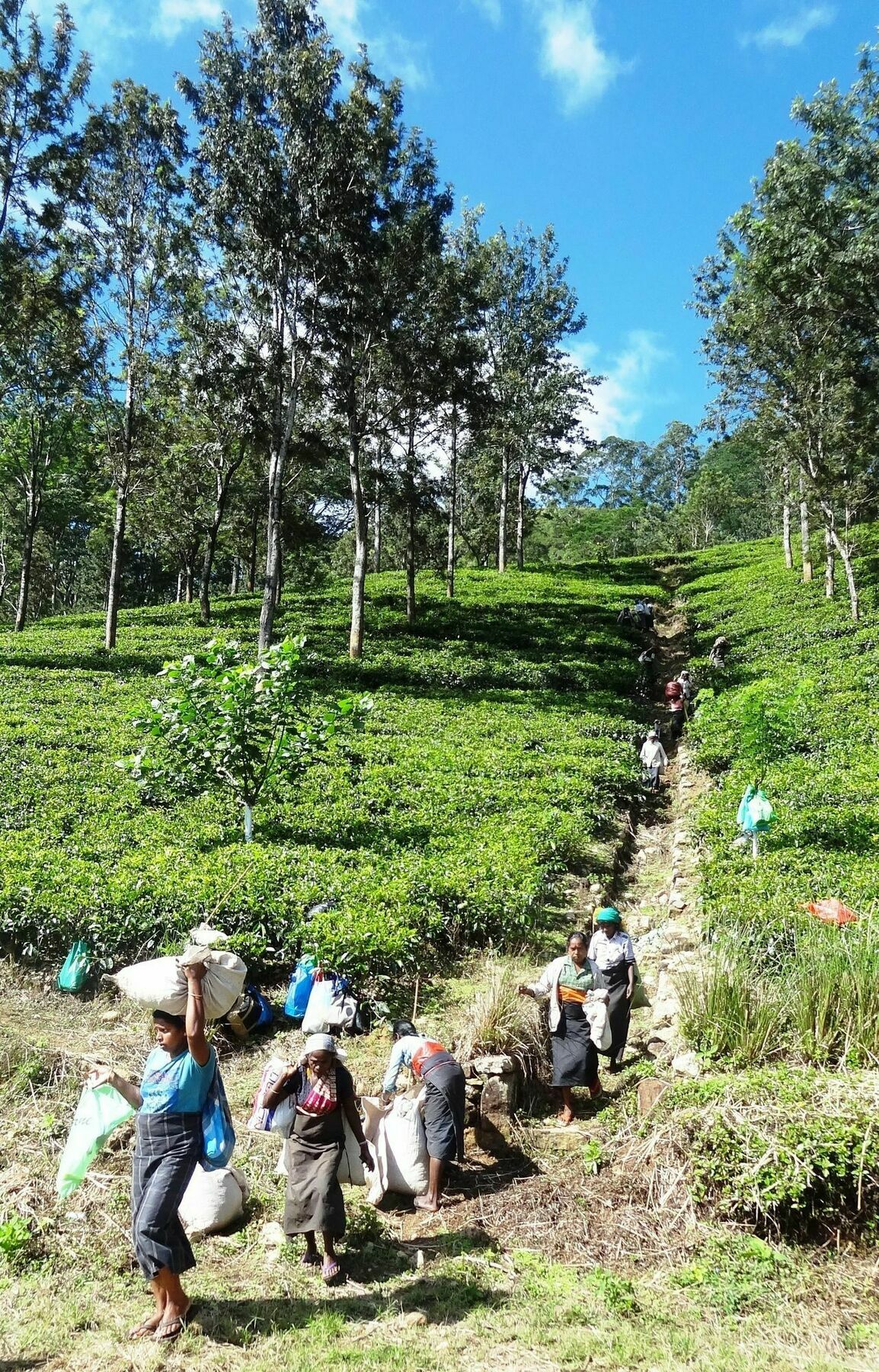 Strathisla Tea Estate Bungalow Matale Exterior photo